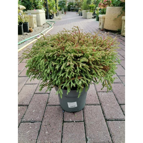 Nyugati tuja   THUJA OCCIDENTALIS GOLDEN CORAL 25/30 K3
