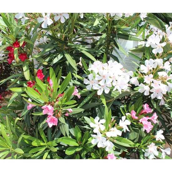Leander   NERIUM OLEANDER MINI SPIRÁL K4