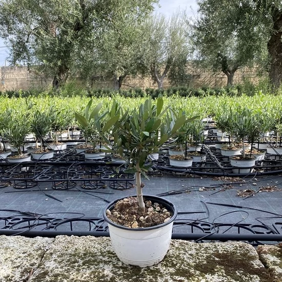 Olajfa   OLEA EUROPEA BONSAI TÁLBAN K3