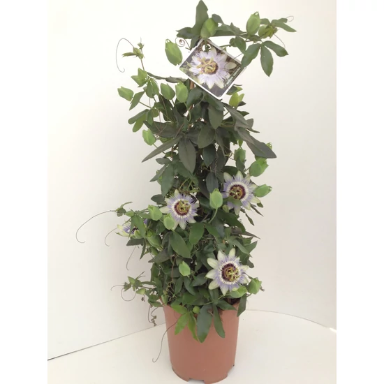 Golgotavirág   PASSIFLORA PIRAMIS 50/70CM K4