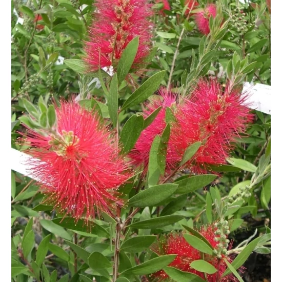 Kefevirág   CALLISTEMON SPLENDENS GÖMB 30CM K3