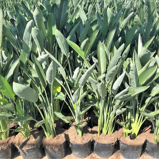 Papagájvirág  STRELITZIA AUGUSTA 100/120 K9