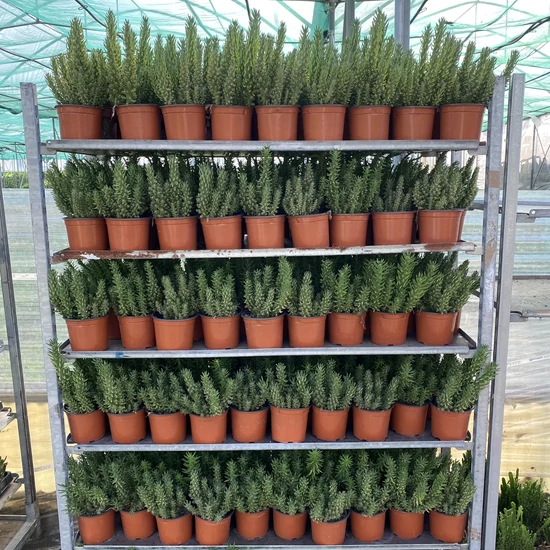 Fügekaktusz   OPUNTIA SUBULATA 60CM K3