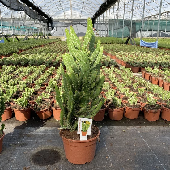 Fügekaktusz   OPUNTIA MONOCANTHA 50CM K3