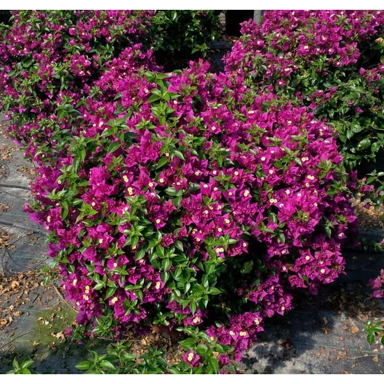 Murvafürt   BOUGAINVILLEA ALEXANDRA BOKOR 60CM K9