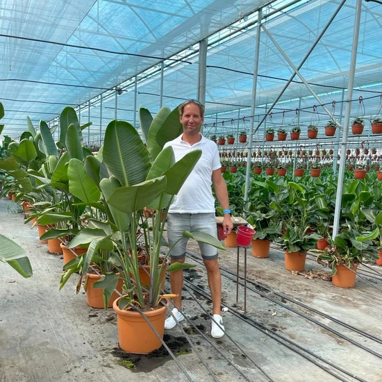 Papagájvirág   STRELITZIA AUGUSTA K40