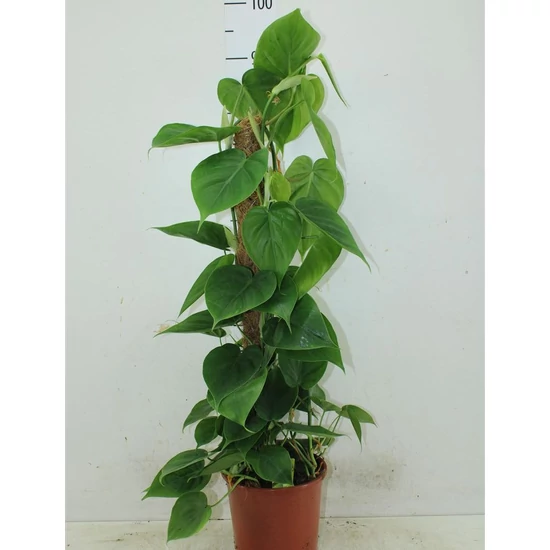 Kúszó filodendron KOKUSZRA FUTTATVA CS19  