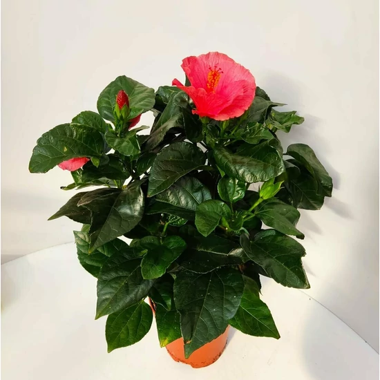 Kínai hibiszkusz  HIBISCUS SUNNY CS13