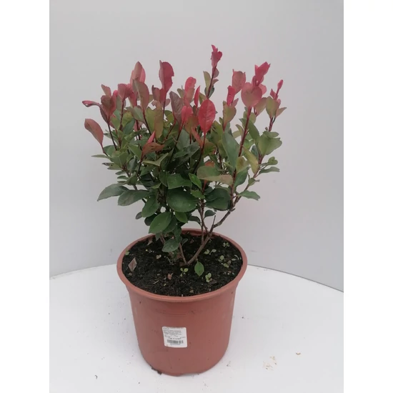 Örökzöld korallberkenye   PHOTINIA FRASERI LITTLE RED ROBIN K5