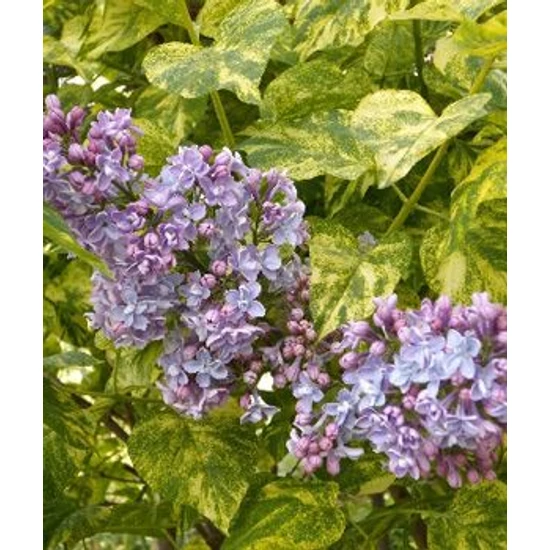 Tarkalevelű orgona   SYRINGA VULGARIS AUCUBAFOLIA 60/80 K10