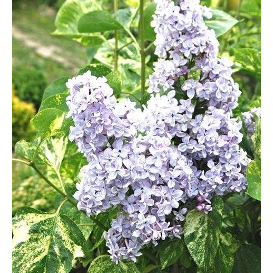 Tarkalevelű orgona   SYRINGA VULGARIS AUCUBAFOLIA MT K10