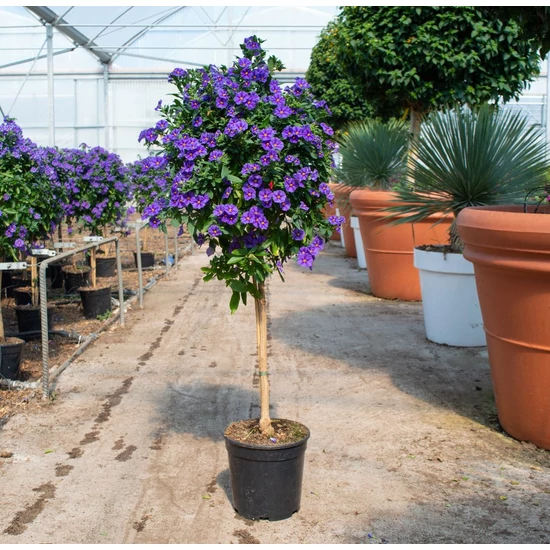 Enciánfa   SOLANUM RANTONNETII BLUE T1/4 K13