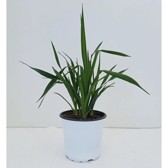 Fürtös pálmaliliomYUCCA FILAMENTOSA K3