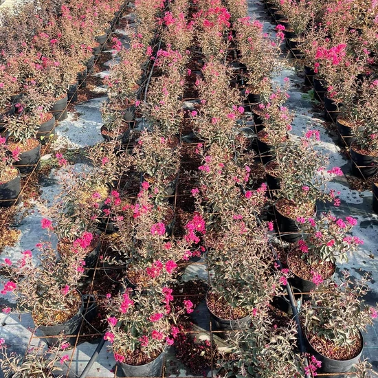 Kínai selyemmirtusz   LAGERSTROEMIA INDICA DOUBLE DYNAMITE K7