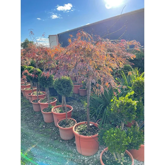 Szeldelt levelű japán juhar ACER PALMATUM DISSECTUM INABA SHIDARE T90/100 K25