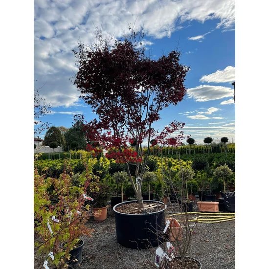 Japán juhar   ACER PALMATUM FIREGLOW 400/+ K350