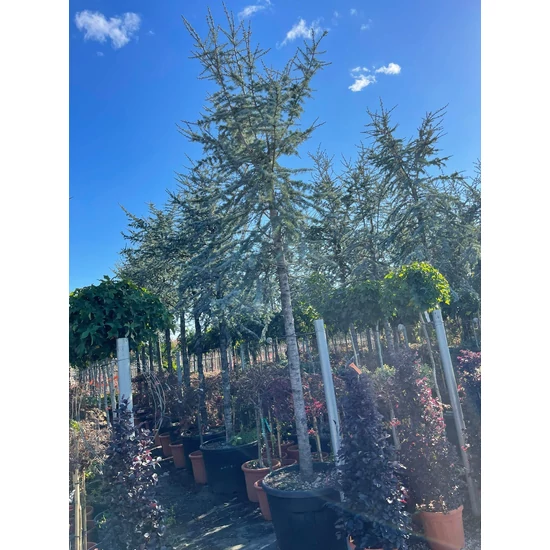 Kék csüngő atlasz cédrus CEDRUS ATLANTICA GLAUCA T220 4 MÉTER MAGAS K230