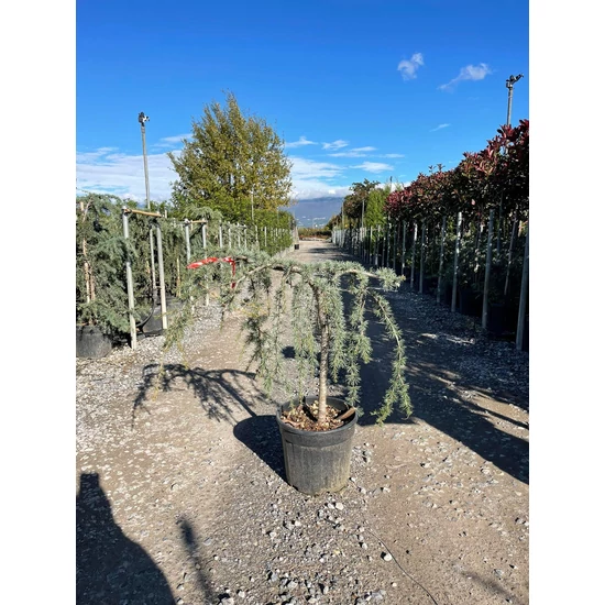 Kék csüngő atlasz cédrus CEDRUS ATLANTICA GLAUCA PENDULA T60 K18