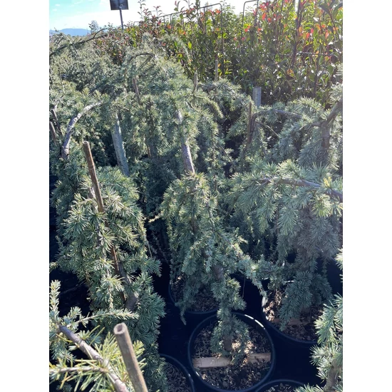 Kék csüngő atlasz cédrus CEDRUS ATLANTICA GLAUCA PENDULA 100/125 K25