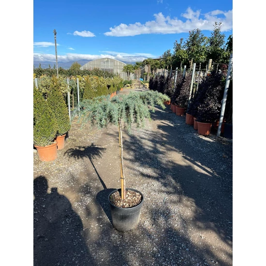 Kék terülő himalájai cédrus CEDRUS DEODARA FEELIN BLUE T80 K15