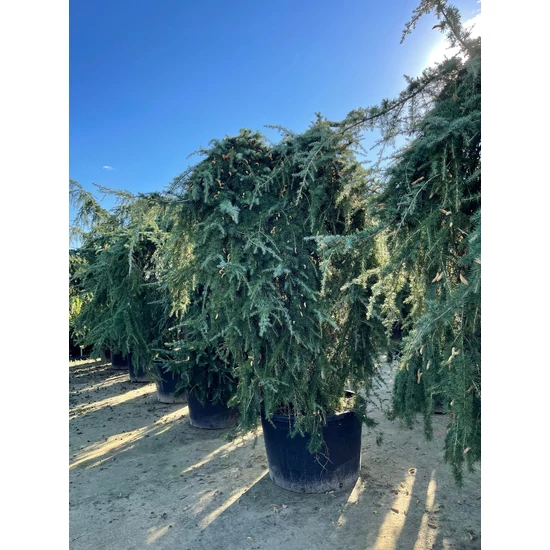 Csüngő himalájai cédrus  CEDRUS DEODARA PENDULA 300/350 K350