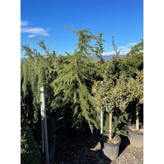 Csüngő himalájai cédrus  CEDRUS DEODARA PENDULA 150CM K70