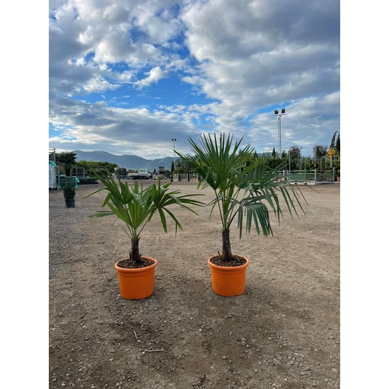 Kínai kenderpálma  CHAMAEROPS EXCELSA T10/20 K15