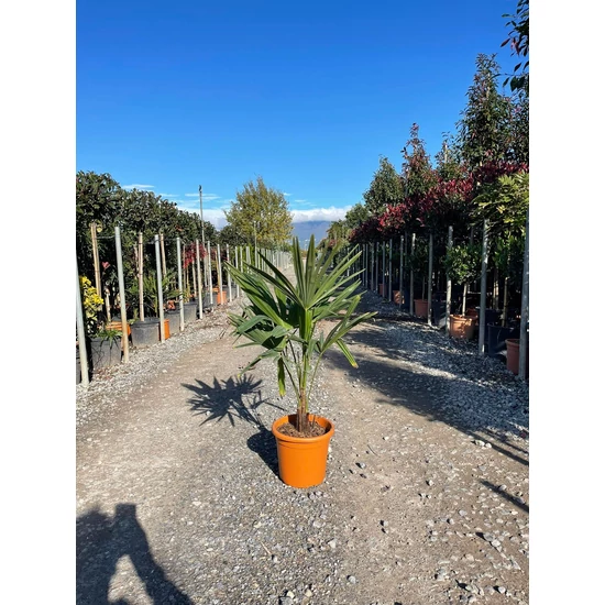 Kínai kenderpálma  CHAMAEROPS EXCELSA 40/60 MAGAS K7,5