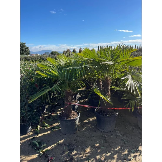 Kínai kenderpálma  CHAMAEROPS EXCELSA T80/100 K35
