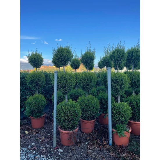 Arany lombú leyland ciprus CUPRESSOCYPARIS LEYLANDII CASTLEWELLAN GOLD 3 GÖMB 120/150 K25