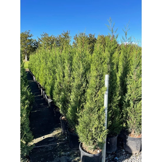Leyland ciprus   CUPRESSOCYPARIS LEYLANDII PYRAMIDALIS 150/170 K18