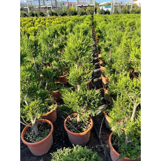 Leyland ciprus   CUPRESSOCYPARIS LEYLANDII PYRAMIDALIS POM-PON 80/+ K12