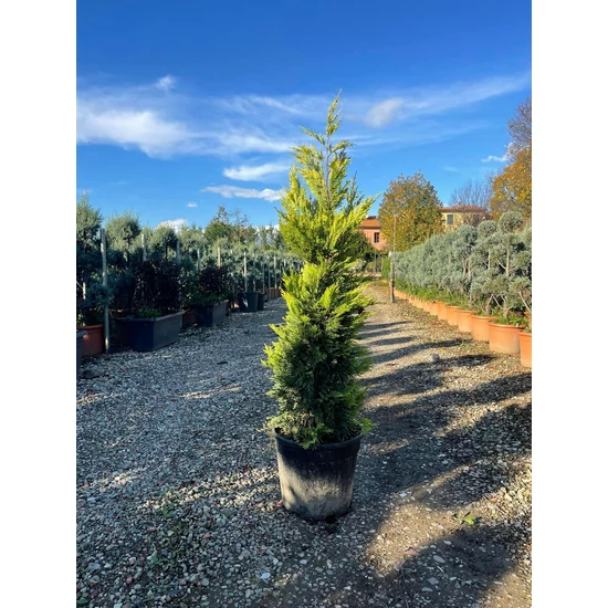 Arany lombú leyland ciprus CUPRESSOCYPARIS LEYLANDII GOLD RIDER 100/120 K15