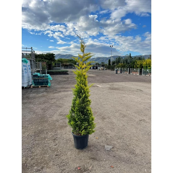 Arany lombú leyland ciprus CUPRESSOCYPARIS LEYLANDII GOLD RIDER 150/170 K20