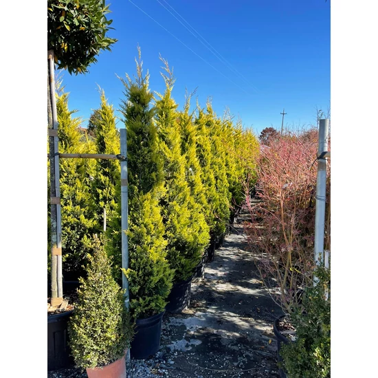Arany lombú leyland ciprus CUPRESSOCYPARIS LEYLANDII GOLD RIDER 200/+ K35