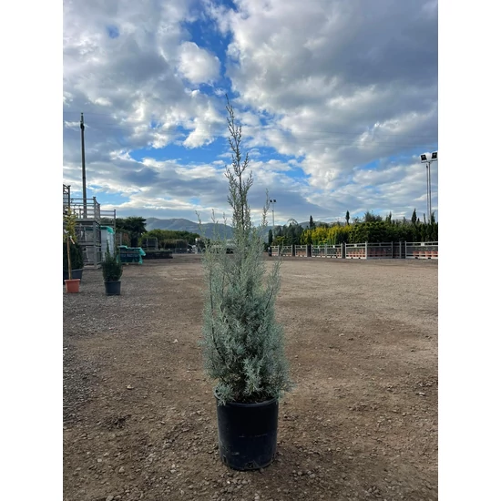 Oszlopos, kék arizoniai ciprus CUPRESSUS ARIZONICA FASTIGIATA 80/100 K9