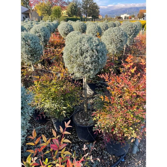 Oszlopos, kék arizoniai ciprus CUPRESSUS ARIZONICA FASTIGIATA T80 35/40 K18