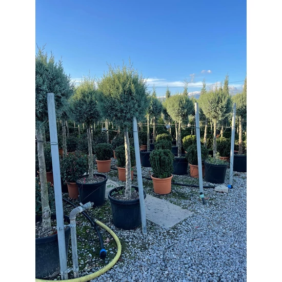 Oszlopos, kék arizoniai ciprus CUPRESSUS ARIZONICA FASTIGIATA T80 40/50 K30