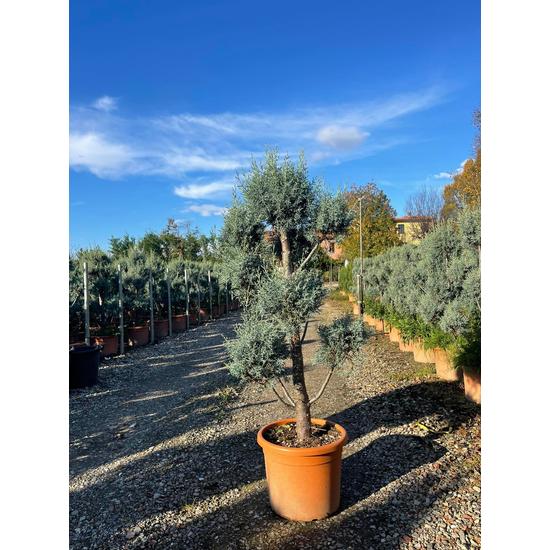 Oszlopos, kék arizoniai ciprus CUPRESSUS ARIZONICA FASTIGIATA POM-PON 100/+ K30