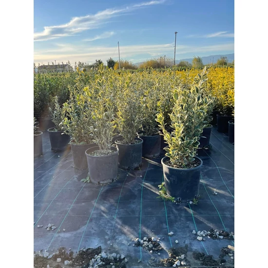 Japán kecskerágó   EUONYMUS JAPEUONYMUS JAPONICUS BRAVO 60/80 K9