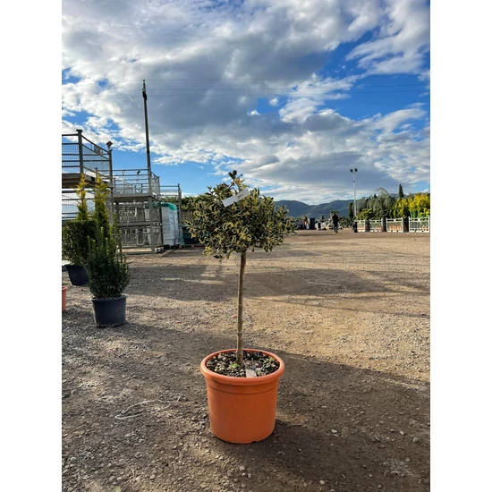 Közönséges magyal   ILEX AQUIFOLIUM ARGENTEOMARGINATA  T50 K15