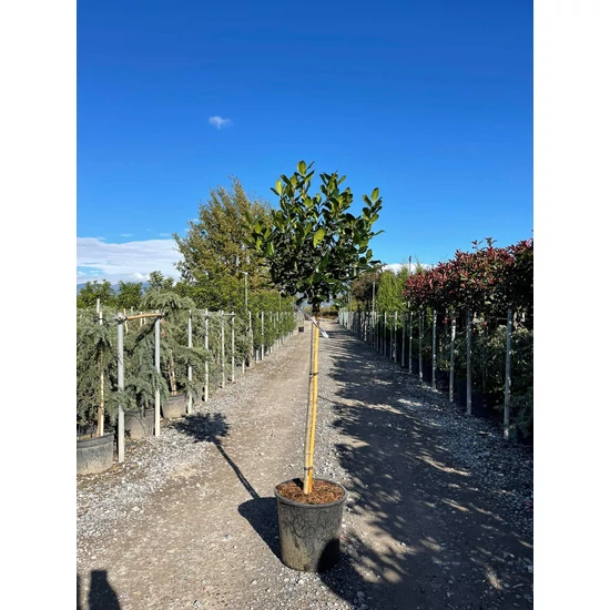 Magyal    ILEX MUTCHAGARA NELLIE R. STEVENS T80 K18