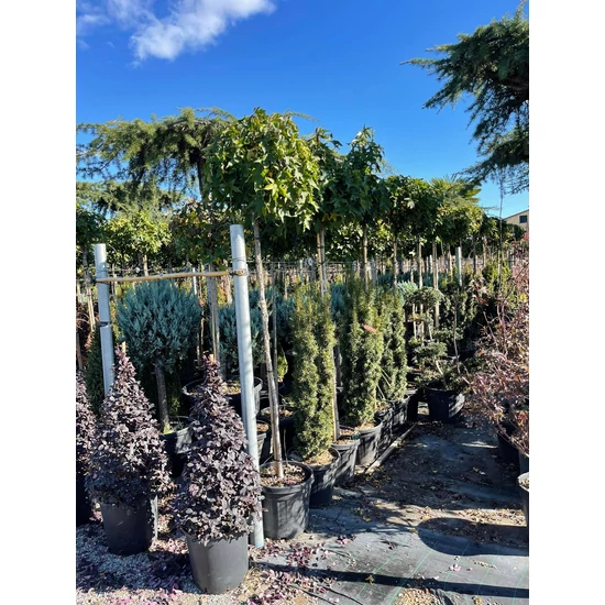 Amerikai ámbrafa   LIQUIDAMBAR STYRACIFLUA GUMBALL T180 K35