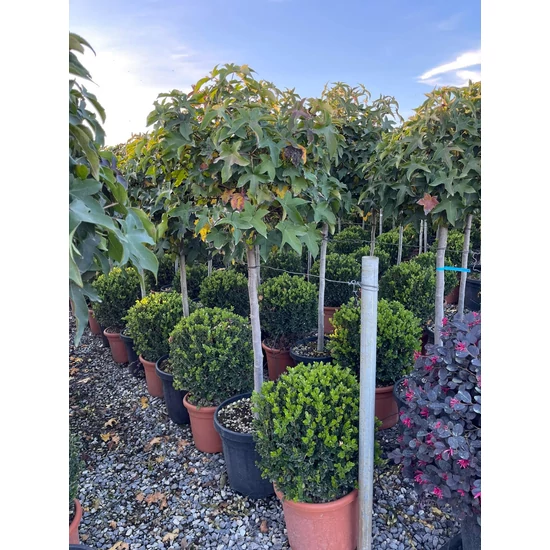 Amerikai ámbrafa   LIQUIDAMBAR STYRACIFLUA GUMBALL T80 K20