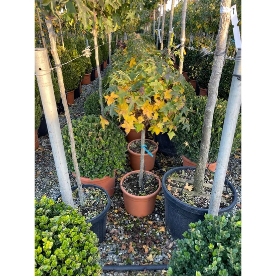 Amerikai ámbrafa   LIQUIDAMBAR STYRACIFLUA GUMBALL T60 K15