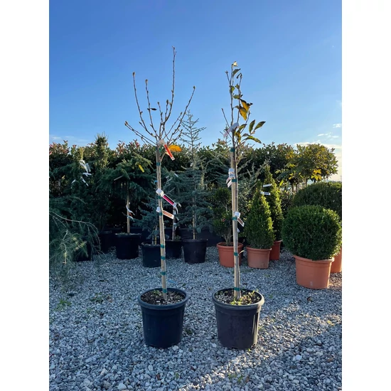 Csillagvirágú liliomfa   MAGNOLIA STELLATA T80 K15