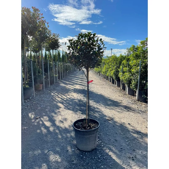 Örökzöld korallberkenye   PHOTINIA FRASERI COMPACTA T70 K18