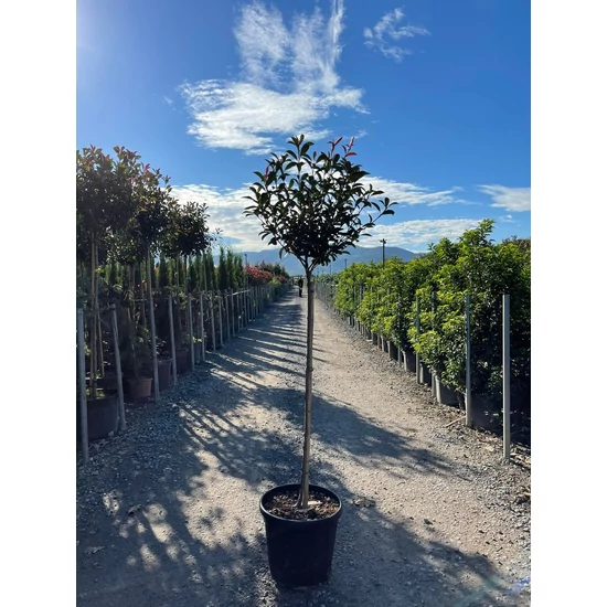 Örökzöld korallberkenye   PHOTINIA FRASERI COMPACTA T90/100 K25