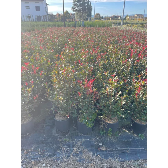 Örökzöld korallberkenye   PHOTINIA FRASERI COMPACTA 60/80 K9