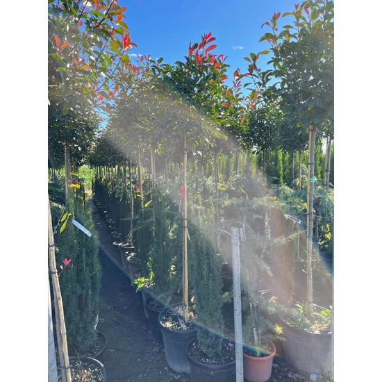 Örökzöld korallberkenye   PHOTINIA FRASERI RED ROBIN T150 K45